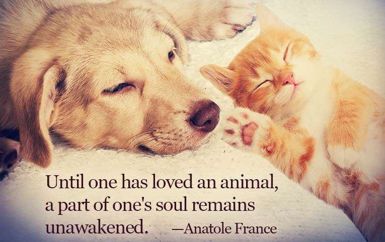 4. Dog and Cat (2)