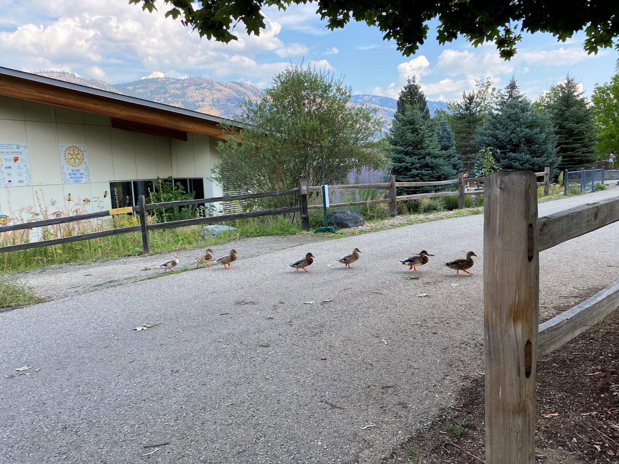 Duck Parade