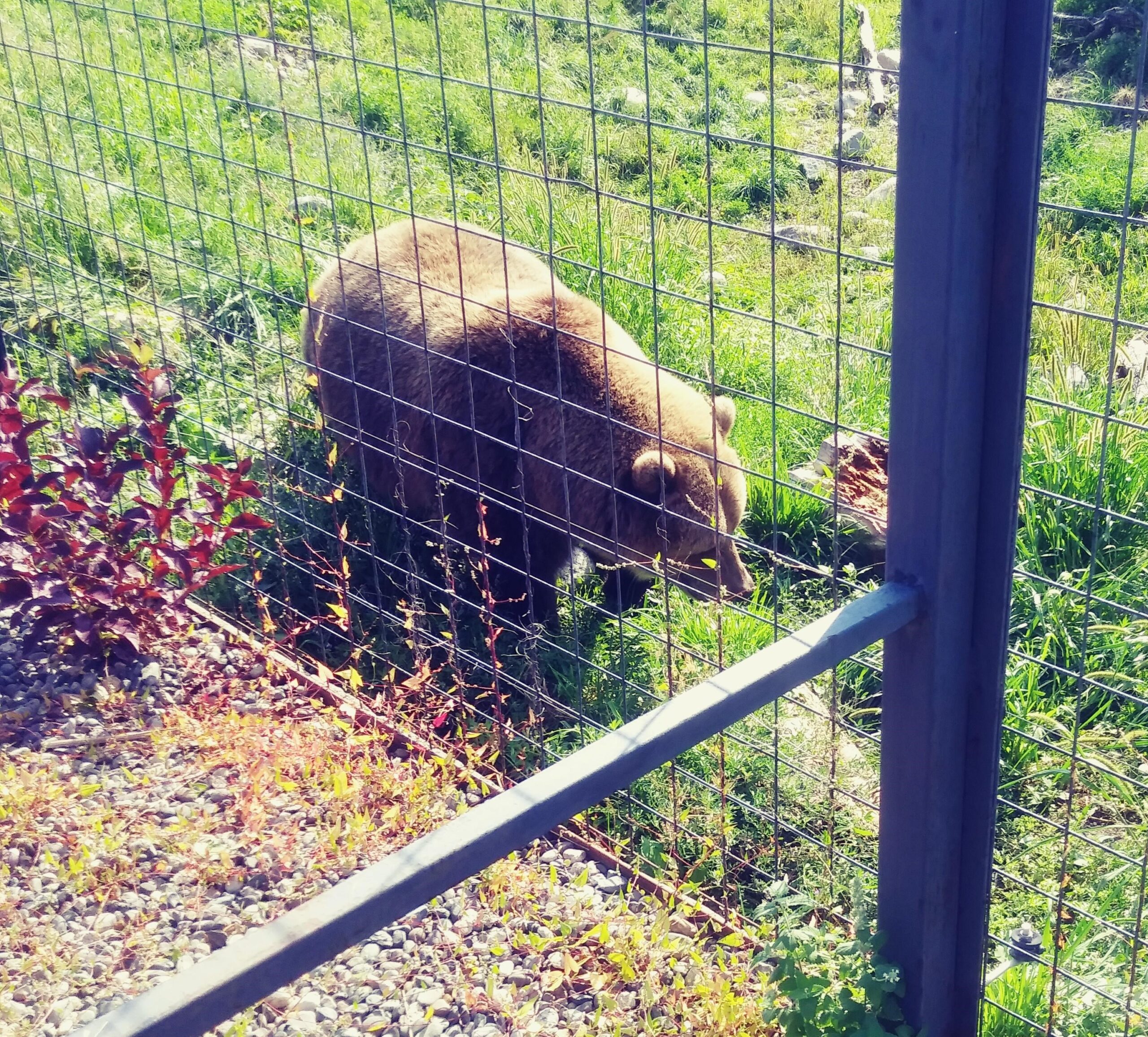 Grizzly Bear Grizzly Bear