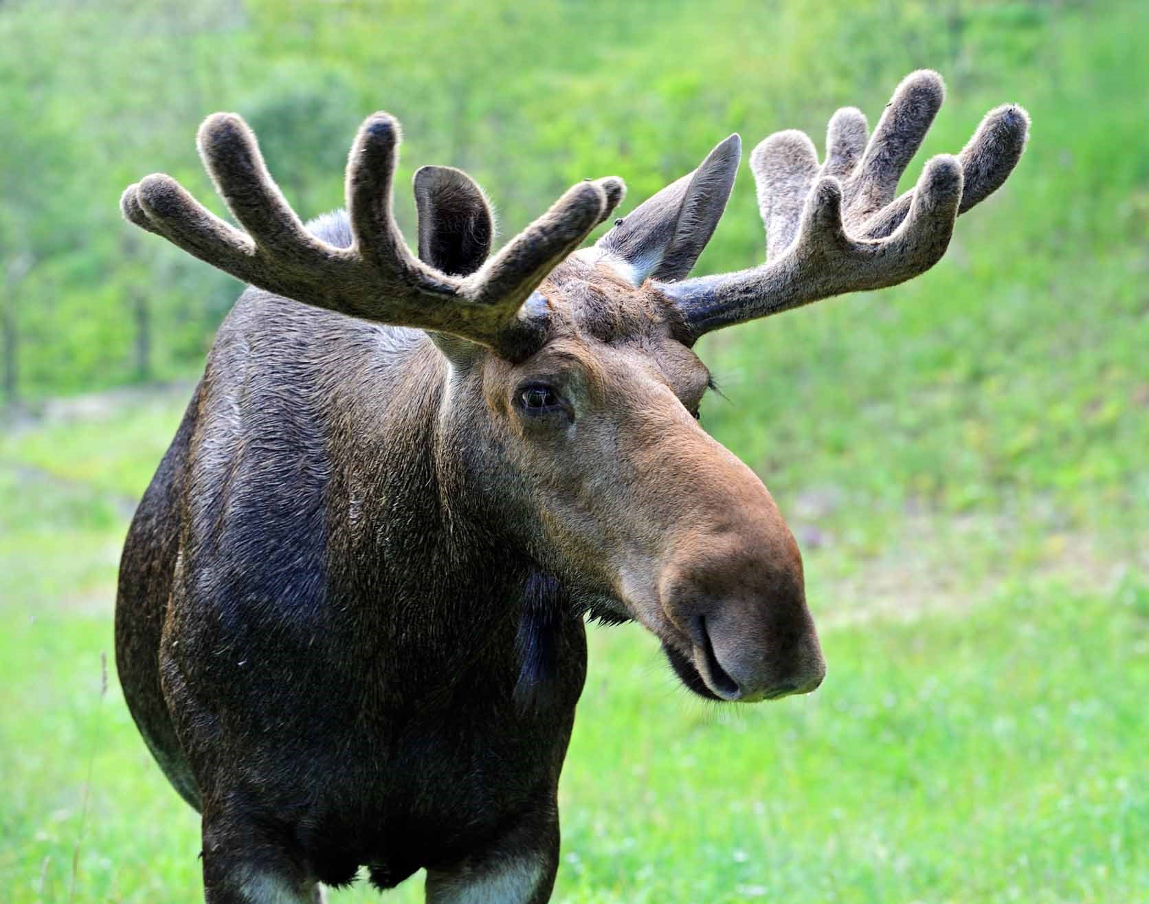 Moose (2) Moose (2)