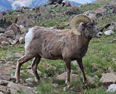 BigHorn Sheep (2) BigHorn Sheep (2)