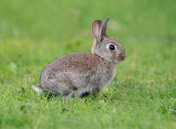 Cottontail (2)