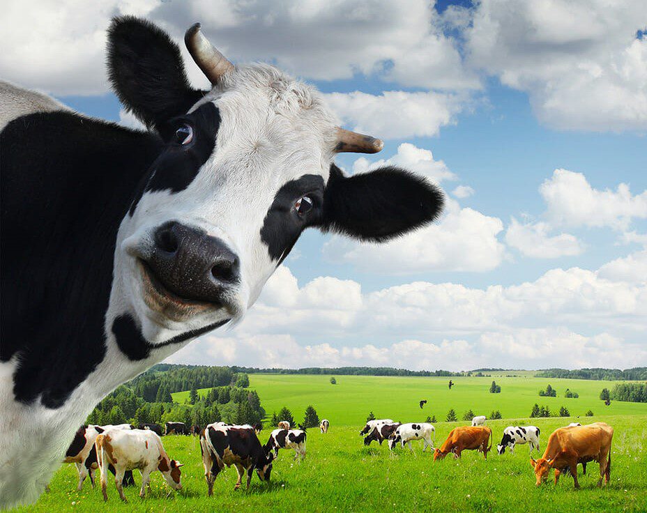 Cow (2)