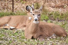Deer Having a Bed down (2)