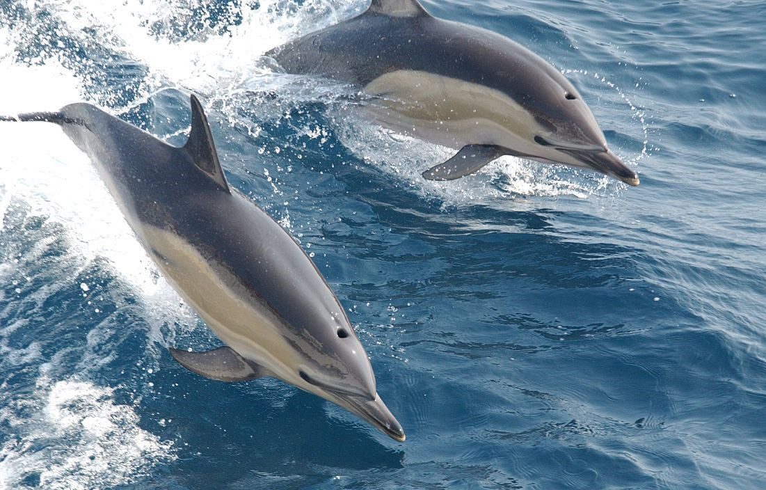 Dolphin (2) Dolphin (2)
