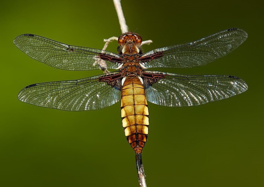 Dragonfly (2)