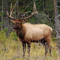 Elk (2) Elk (2)