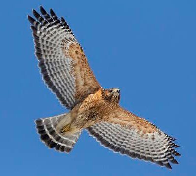 Hawk (2)