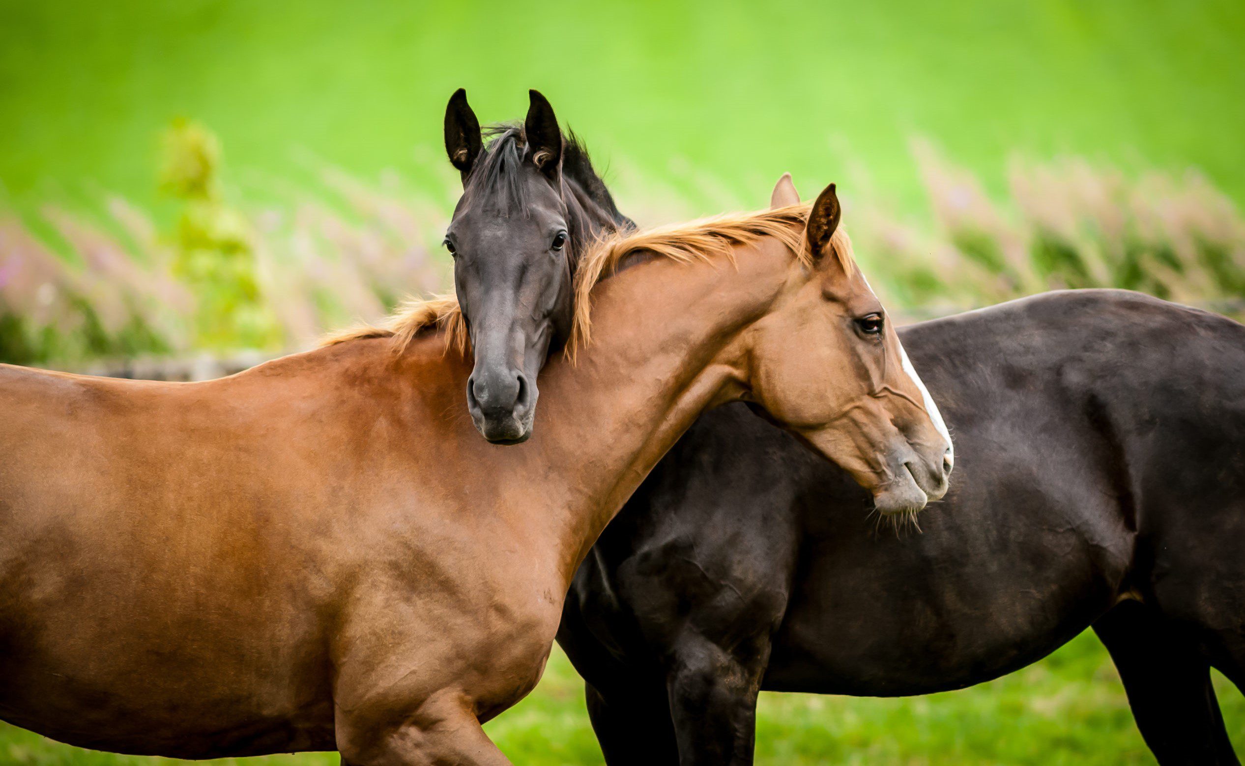 Horses (2)