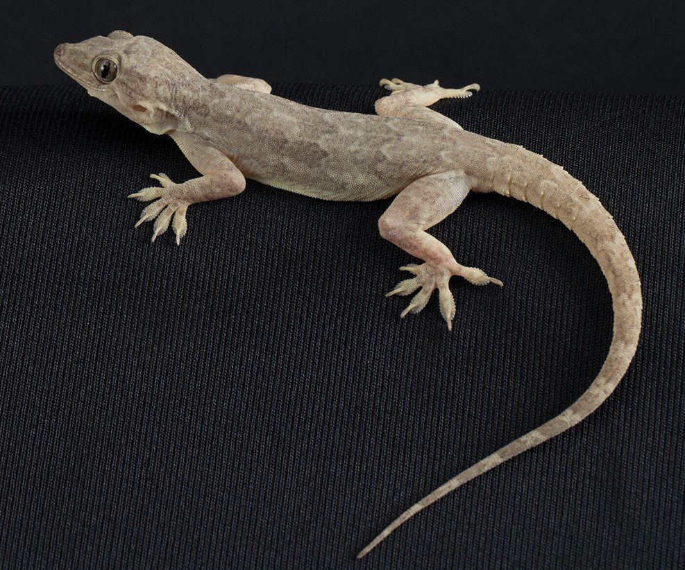 Lizard (2)