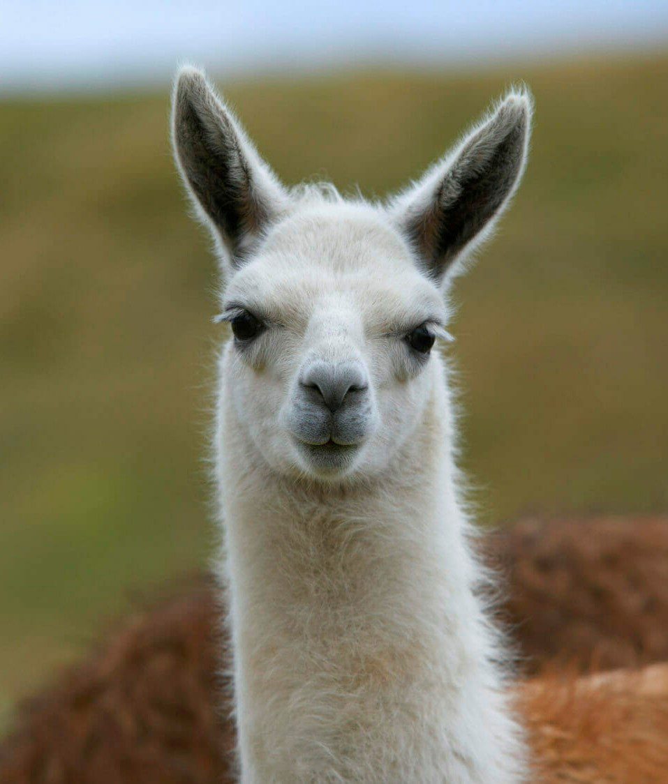 Llama (2) Llama (2)