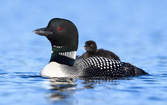 Common loon, gavia immer. Baby riding on the back of parent, blue water. Common loon, gavia immer. Baby riding on the back of parent, blue water.