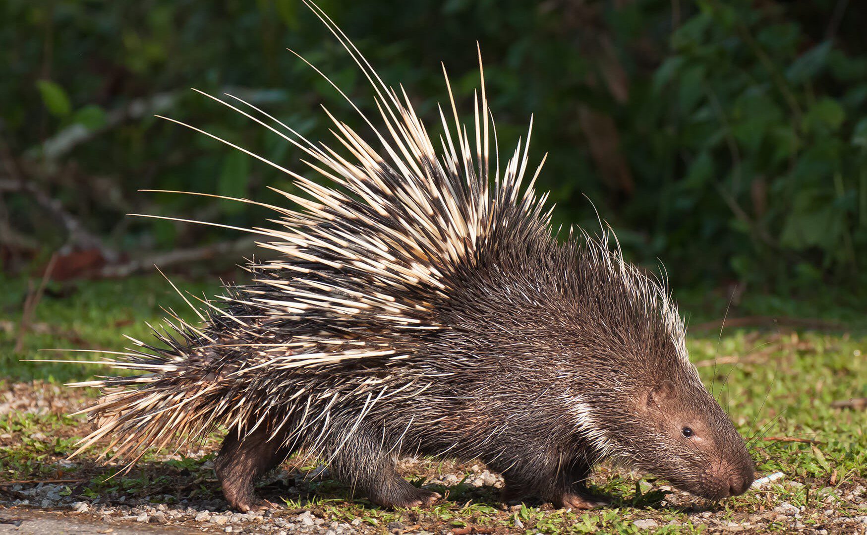 Porcupine (2) Porcupine (2)