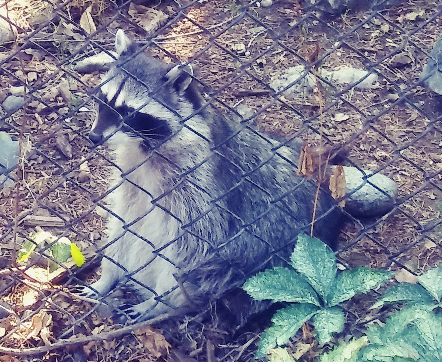 Raccoon Raccoon