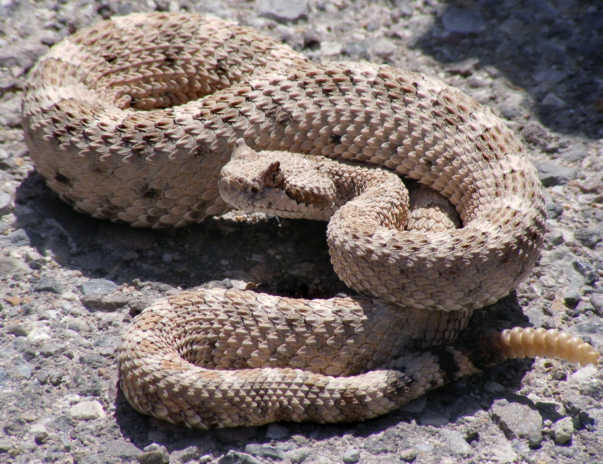 Rattlesnake (2) Rattlesnake (2)