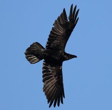 Raven (2) Raven (2)