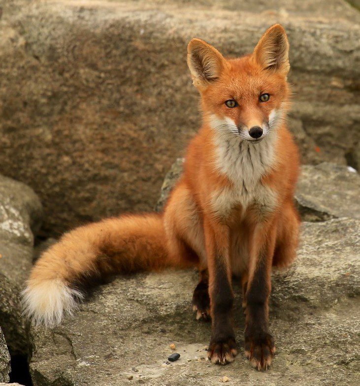 Red Fox (2)
