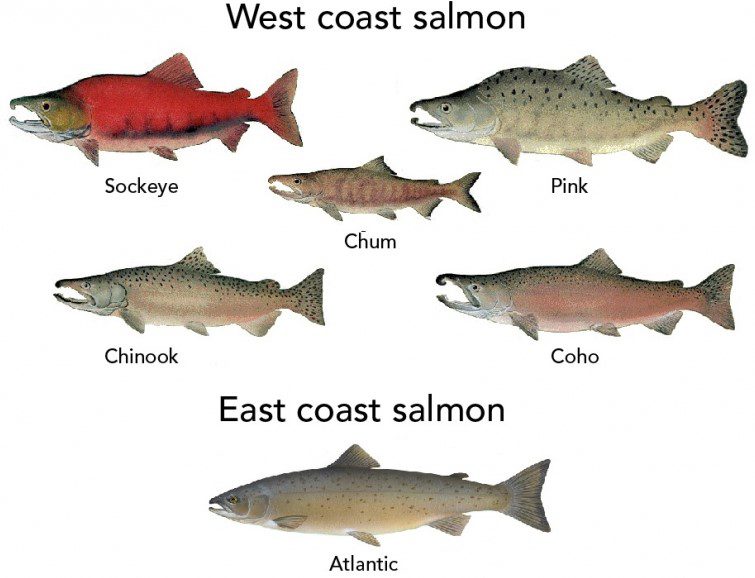 Salmon (2) Salmon (2)