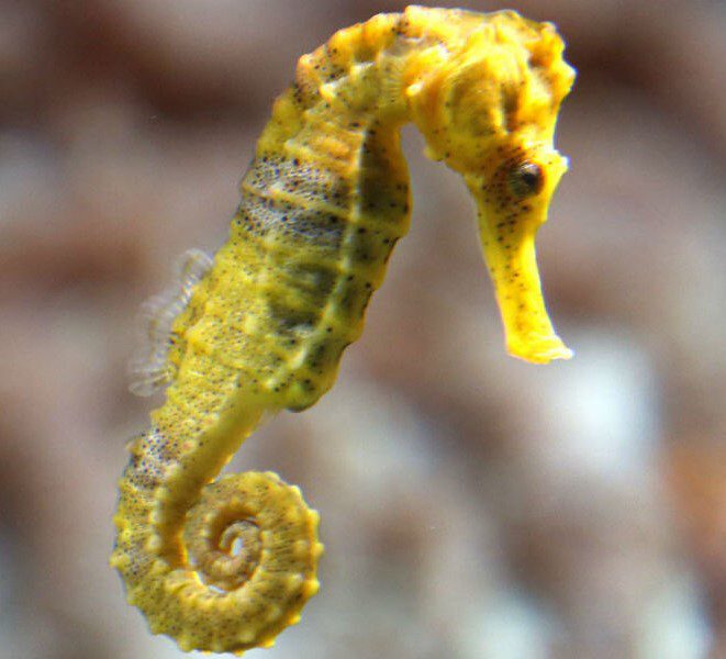 Seahorse (2) Seahorse (2)