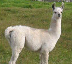 llama-1 (2) llama-1 (2)