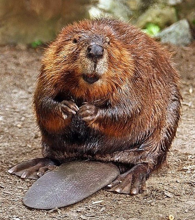 Beaver (2)