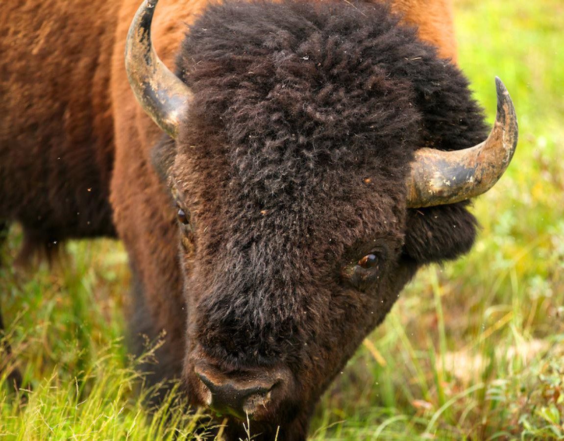Bison (2)