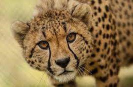 Cheetah (2)