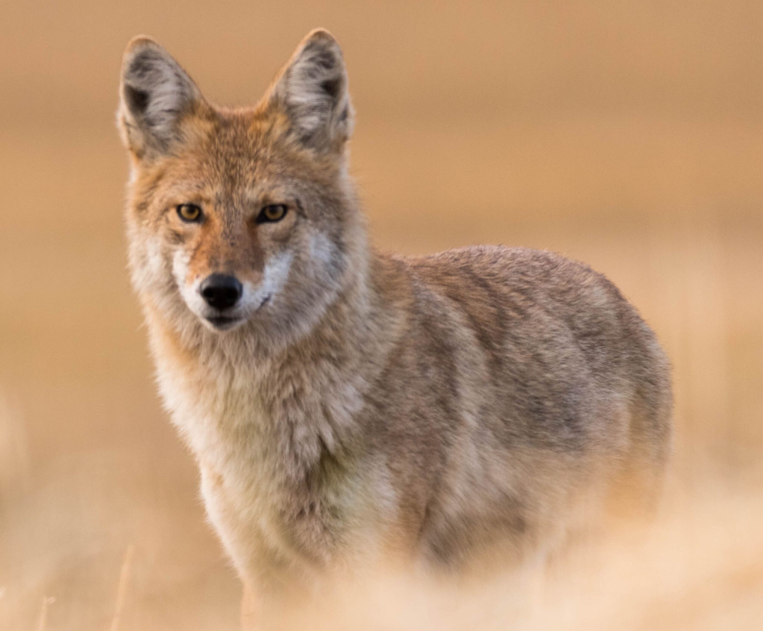 Coyote (2) Coyote (2)