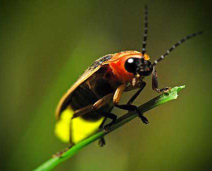 Firefly at Kuala Selangor