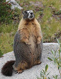 Marmot (2) Marmot (2)