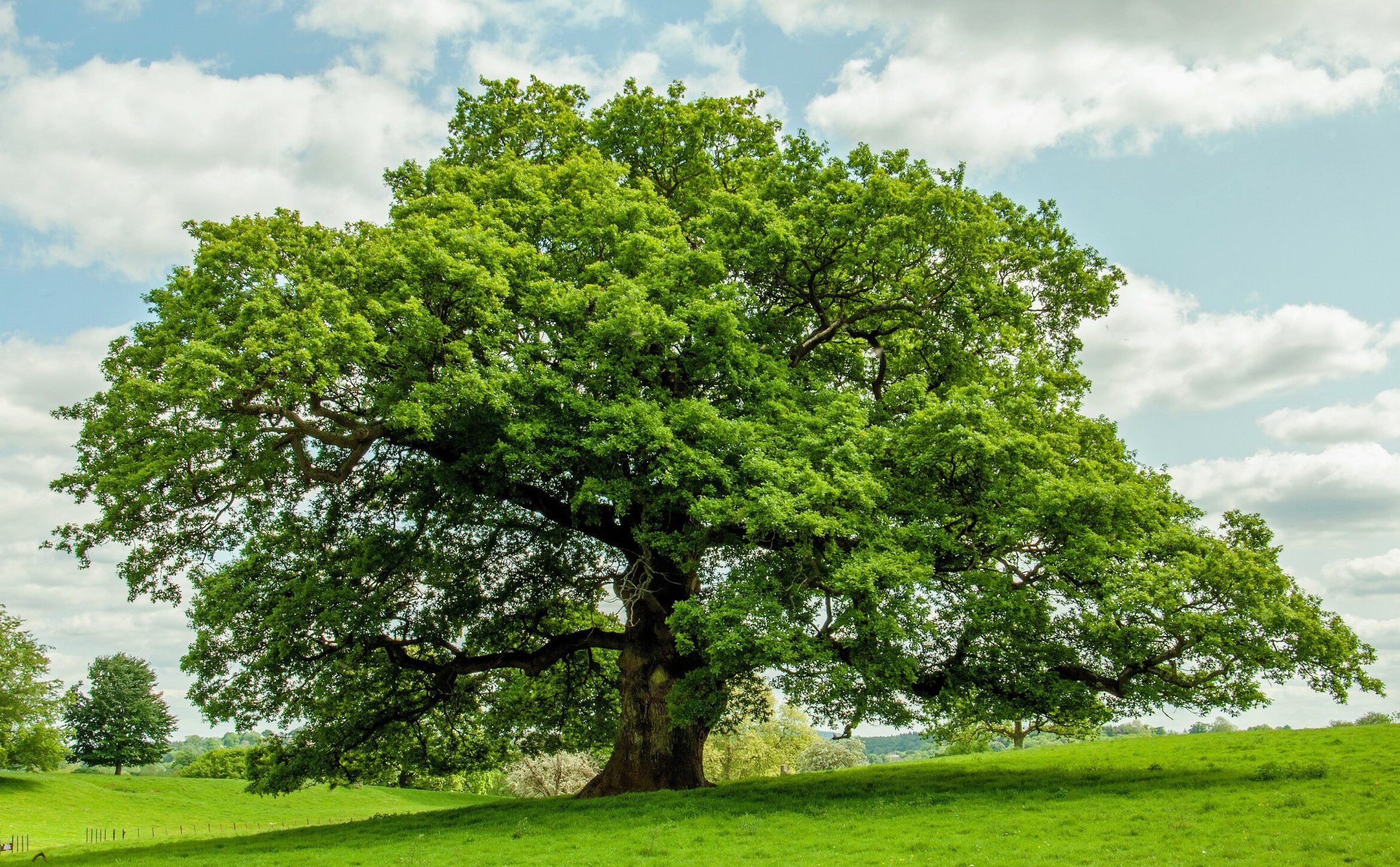 Oak Tree (2)