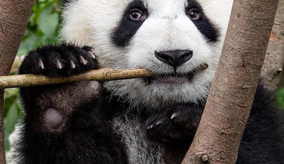 Panda (2)