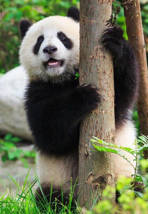 Pandas (2)
