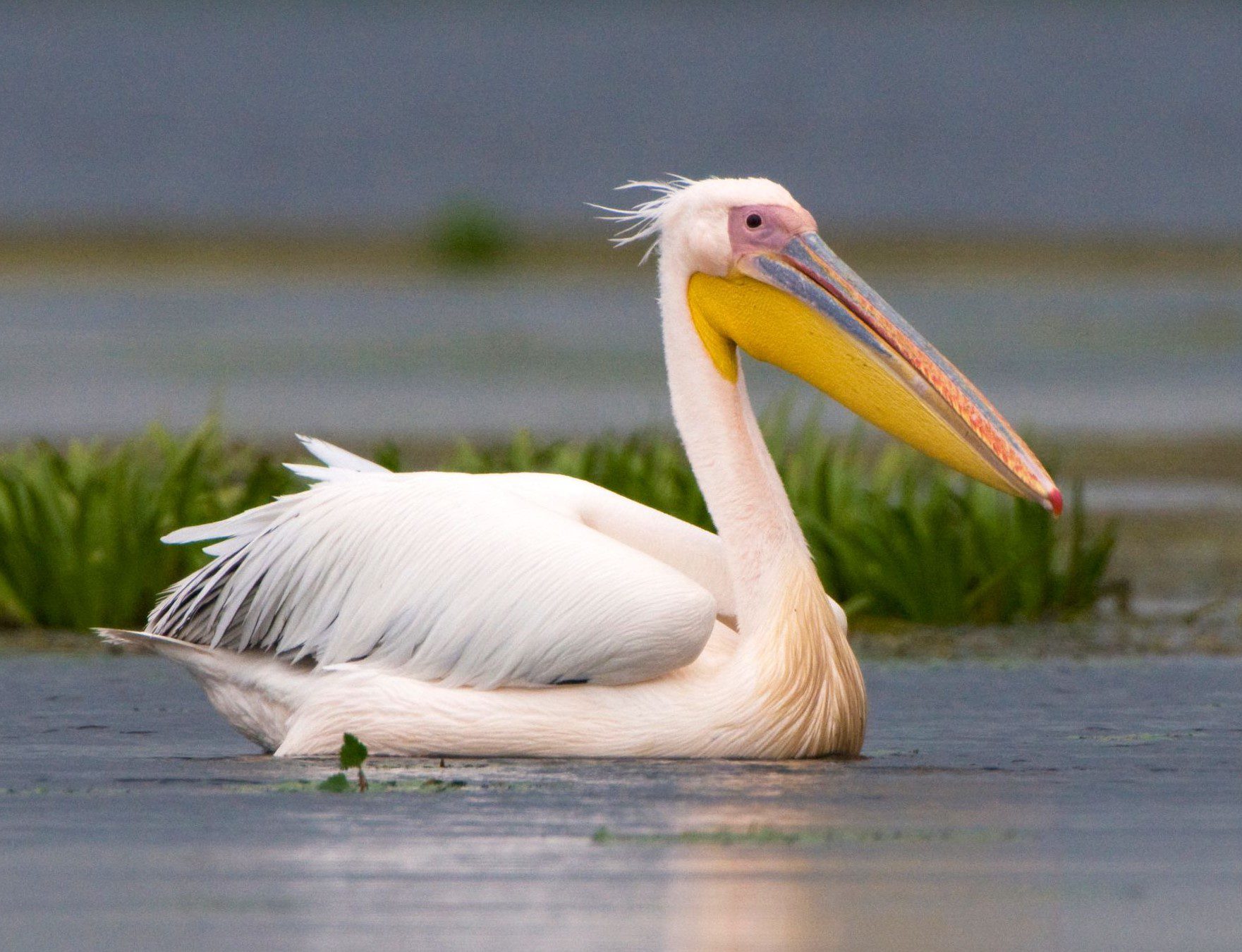 Pelican (2) Pelican (2)