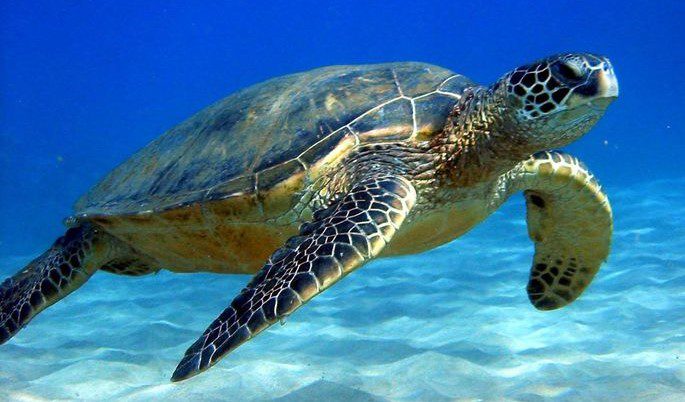 Sea Turtles (2) Sea Turtles (2)