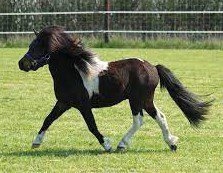 Shetland Pony