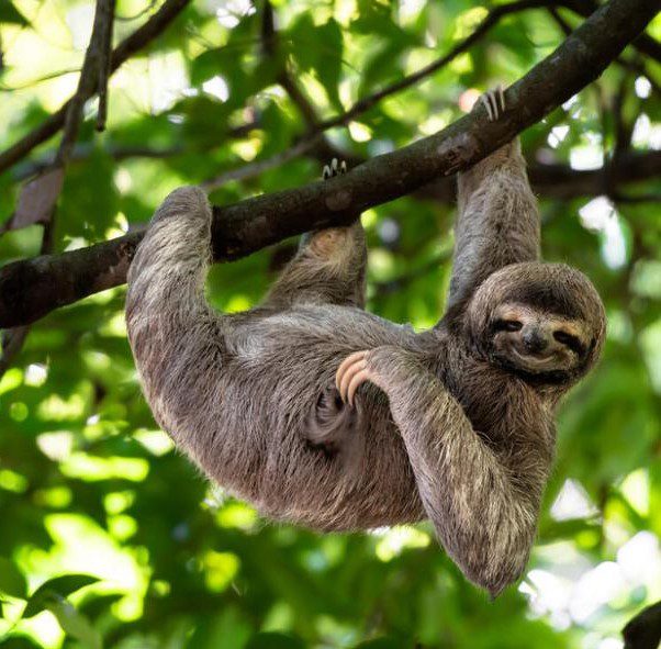 Sloth (2)