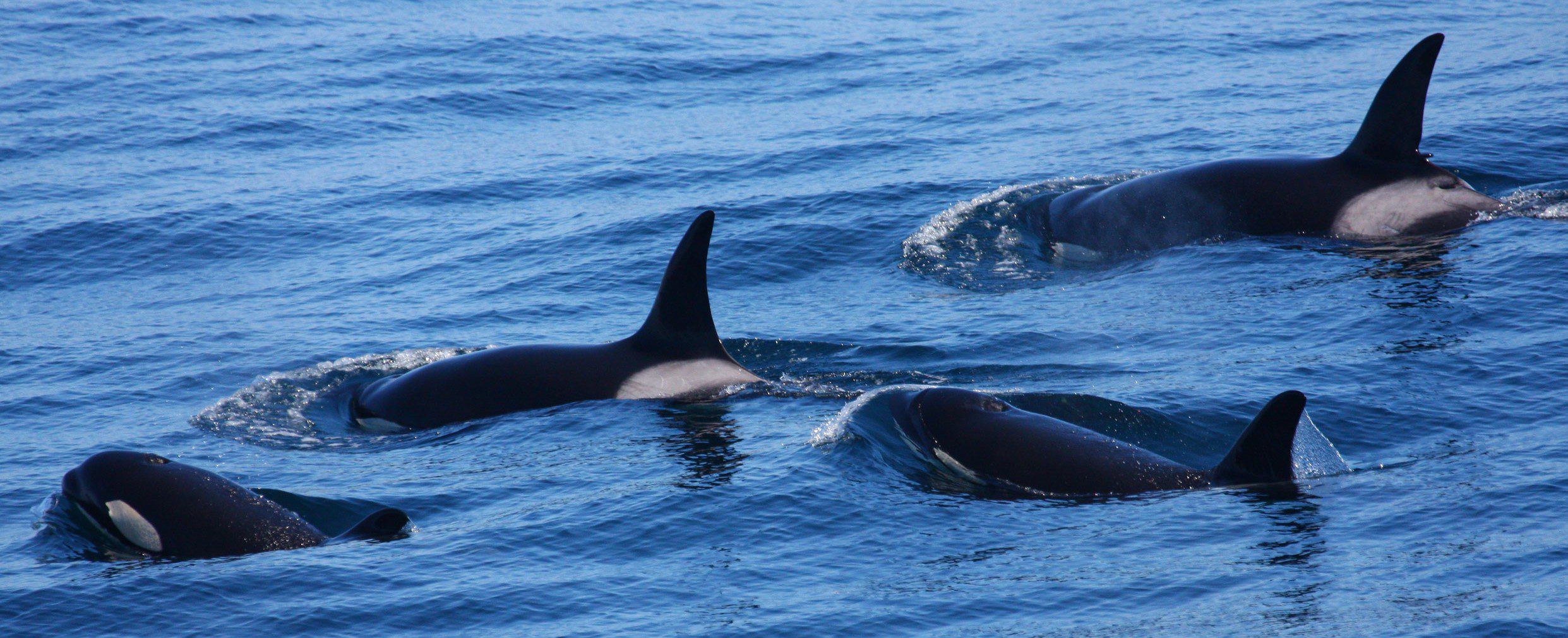 Whales (2)