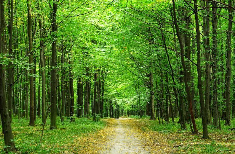 forest (2) forest (2)