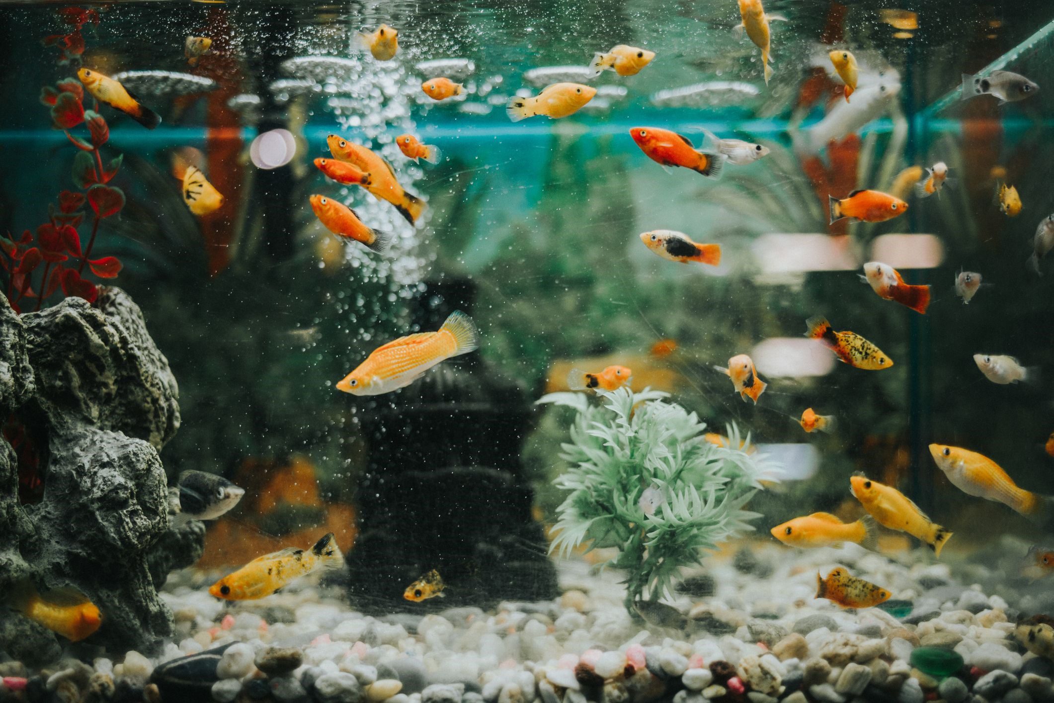 Aquarium Aquarium