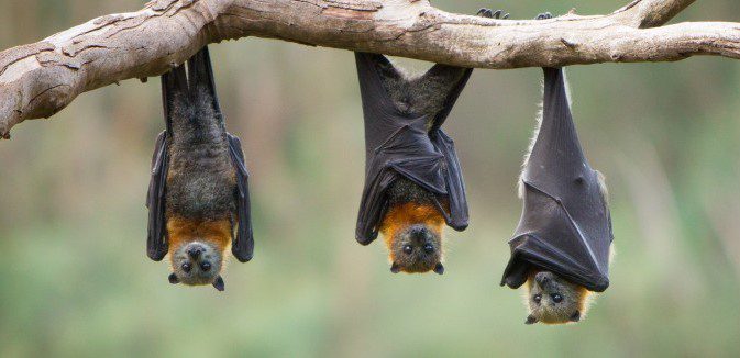 Bats Spending time just hanging out with my friends