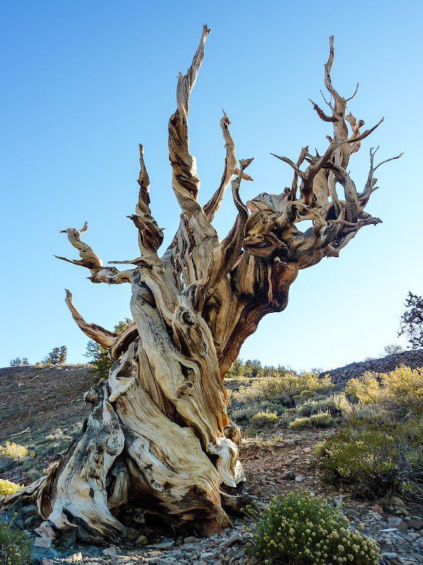 Bristlepine Cone Tree