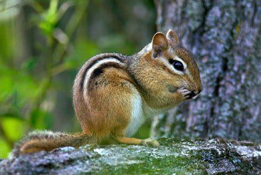 Chipmunk Chipmunk