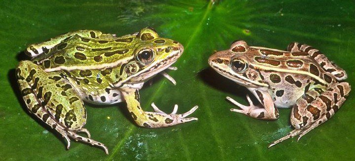 Frogs