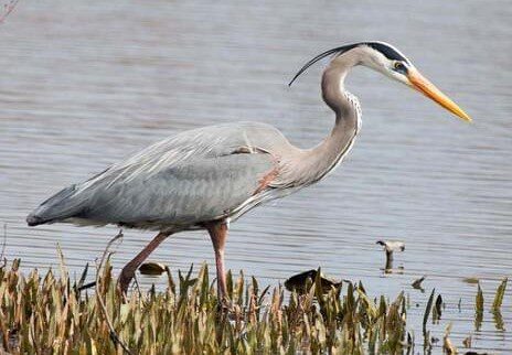 Great Blue Heron