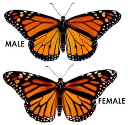 Monarch Butterfly