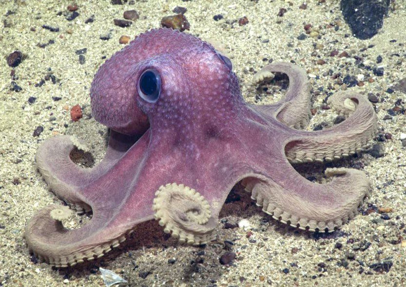 Octopus