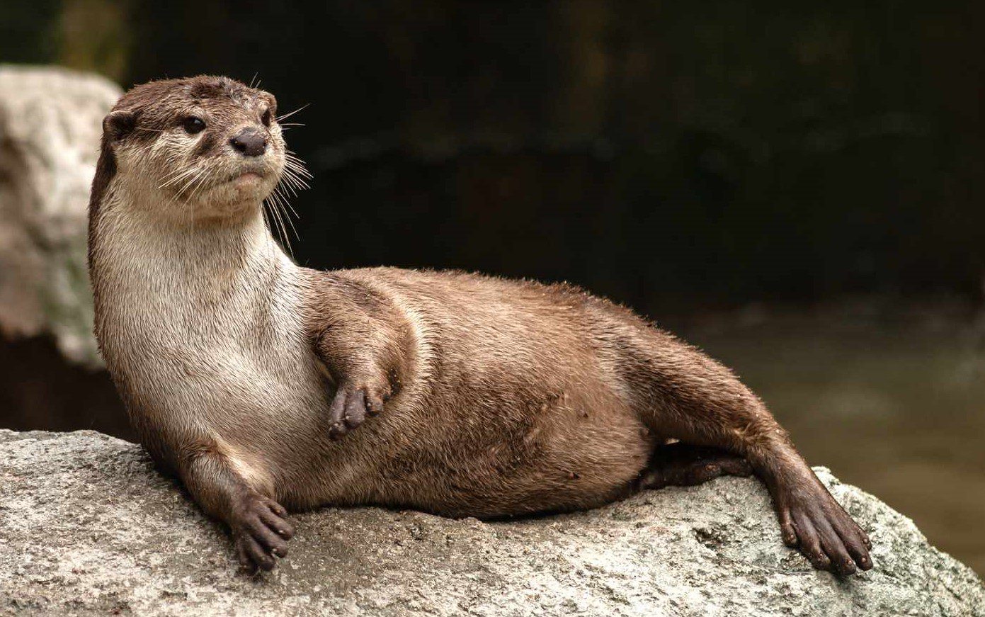 Otter