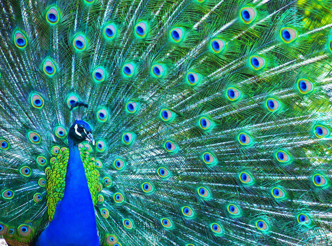 Peacock Peacock