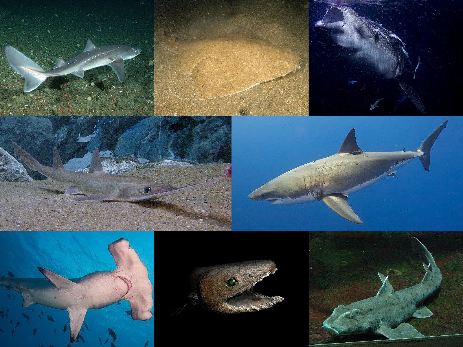 Sharks
